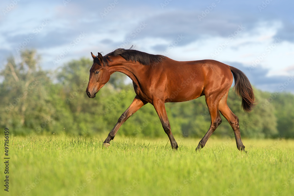 Horse run on green field