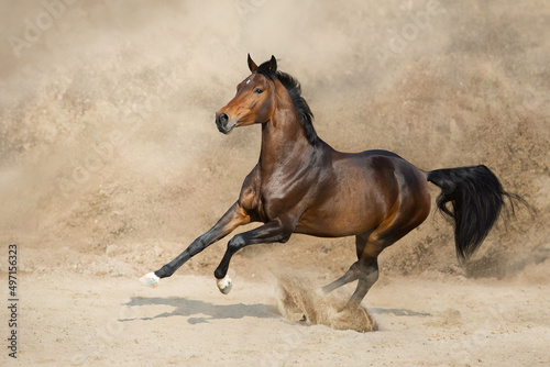 Horse free run gallop in desert storm