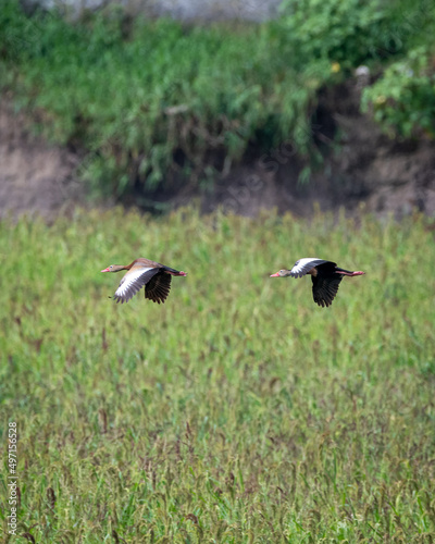 Ducks flying