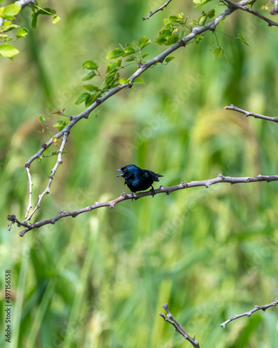 bird on a branch