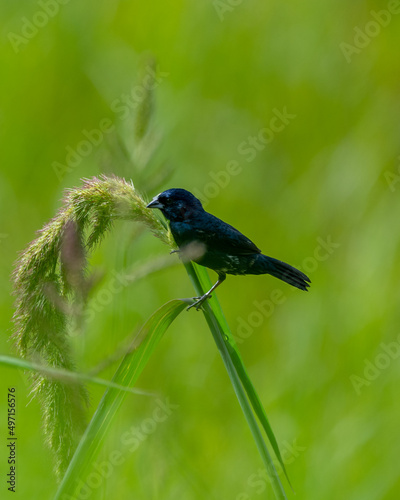 Bird on a branch