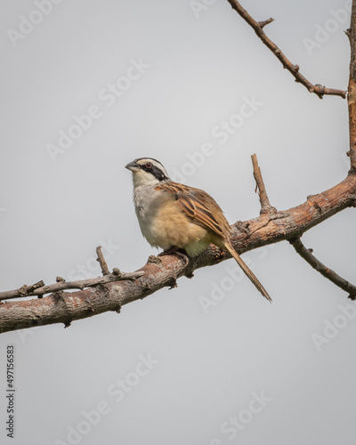 Sparrow on a branch