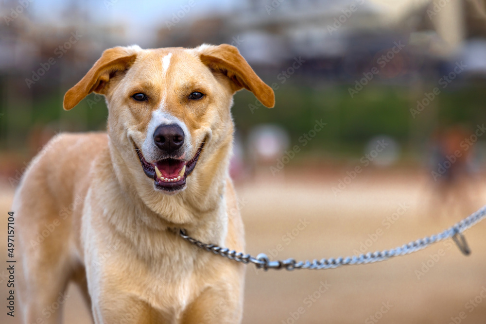 Cute, brown dog with a leash. Looking straight forward with an open mouth.