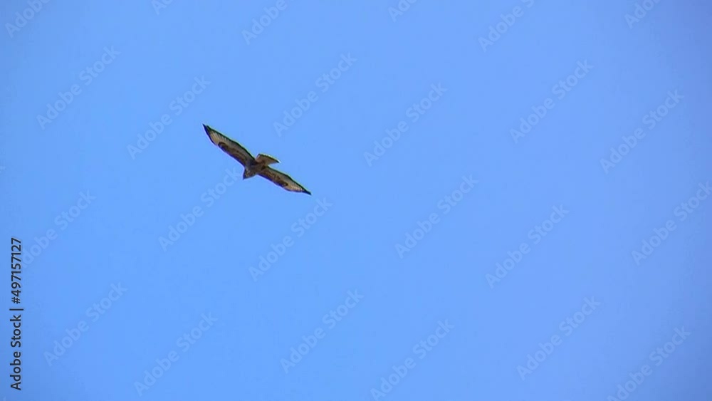 Fliegender Mäusebussard vor blauem Himmel