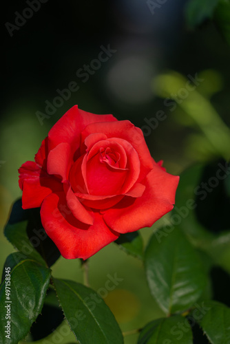 red rose with dewdrops ,