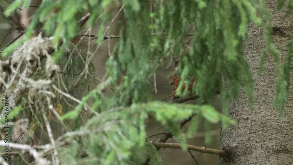 Red squirrel eating a Spruce cone behind branches in an autumnal boreal forest Red squirrel eating a Spruce cone behind branches in an autumnal boreal forest