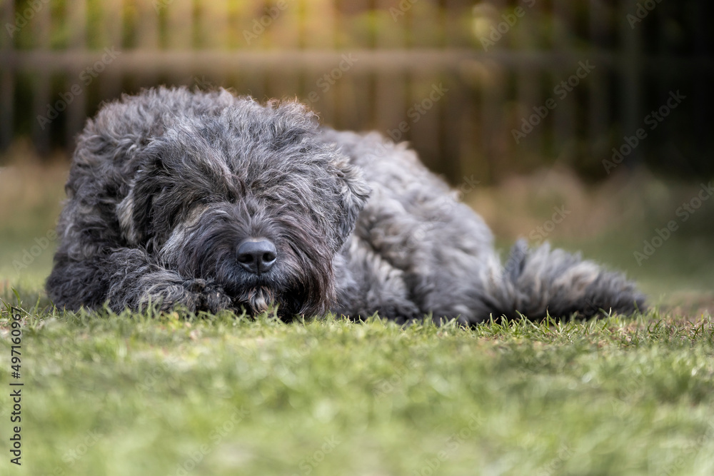 Pies rasy bouvier des Flandres (owczarek flandryjski), odpoczywa na trawie  - obrazy, fototapety, plakaty 