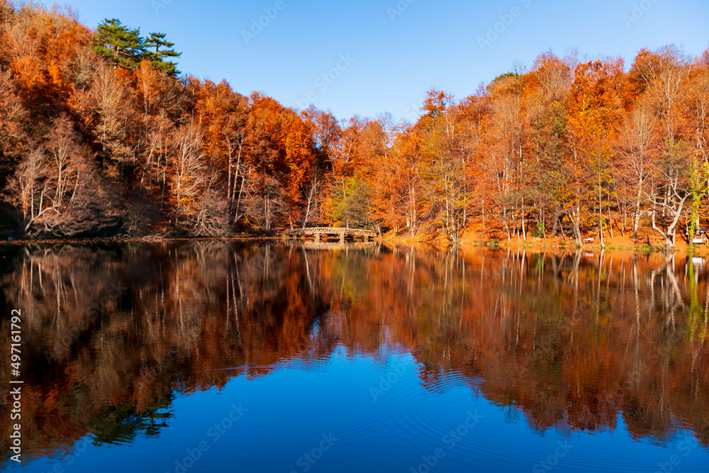 Beautiful fall scene in the forest: Autumn nature reflection. Vivid morning in colorful park with branches of trees. sunlight and colorful leaves. 