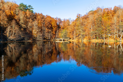 Beautiful fall scene in the forest: Autumn nature reflection. Vivid morning in colorful park with branches of trees. sunlight and colorful leaves. 