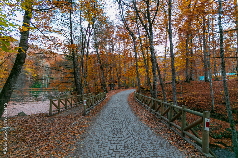 Picnic site with many benches in oak forest in Yedigoller National Park, Bolu Turkey. Empty picnic tables with autumn leaves, multiple colors Picnic site with many benches in oak forest in Yedigoller National Park, Bolu Turkey. Empty picnic tables with autumn leaves, multiple colors