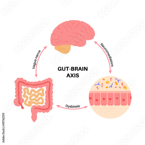 Gut brain connection