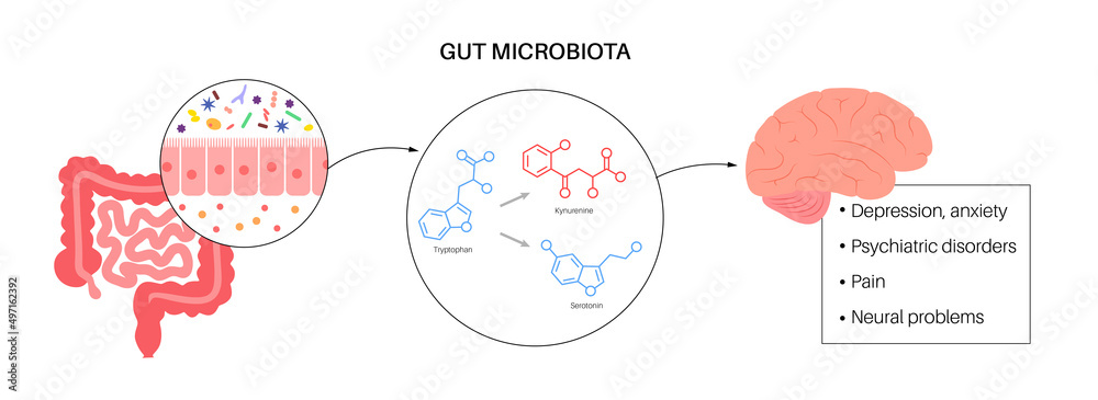 Gut brain connection