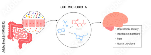Gut brain connection