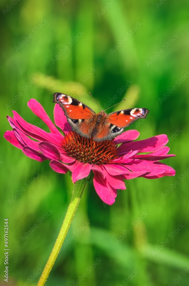 Beautiful summer flower scenery. Close up of a butterfly on a pink flower. Photo in shallow depth of field. Beautiful summer flower scenery. Close up of a butterfly on a pink flower. Photo in shallow depth of field.
