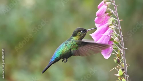 slow motion side angle shot of a fiery-throated hummingbird feeding foxglove flower at a garden in costa rica
