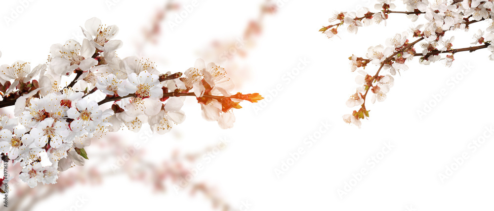 Beautiful blooming branches on white background. Hello spring Beautiful blooming branches on white background. Hello spring