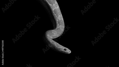Grayscale photo of corn sna...