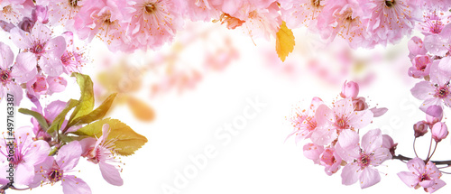 Beautiful blooming branches on white background with space for text. Hello spring