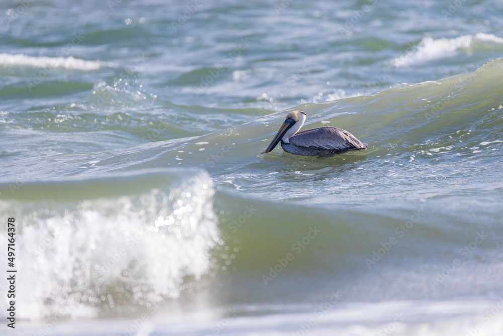 Pelican floating on the ocean