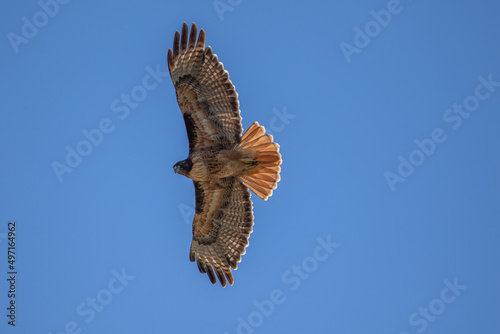 Red tailed hawk soaring in the sky 