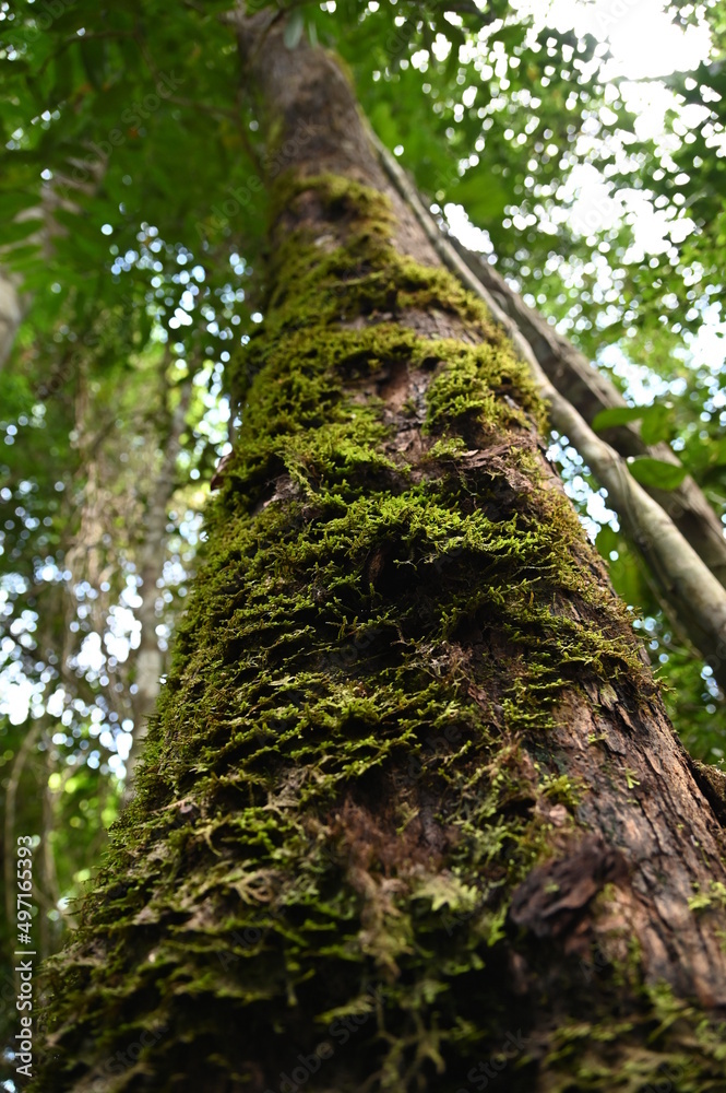 Fototapeta premium The Samajaya Stutong Forest Park Nature Reserve at Borneo Island, Sarawak