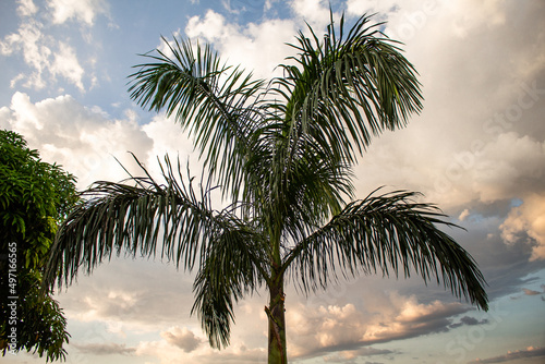 Canopy of a palm tree in contrast to the blue sky