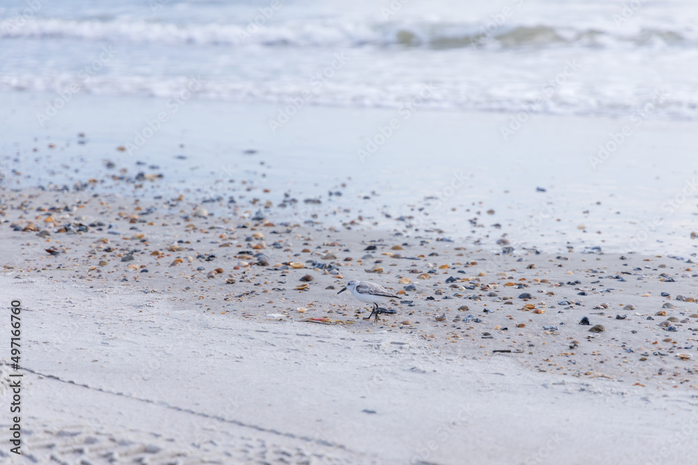 Plover, small wading bird in the sand on the beach
