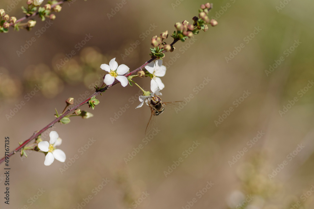 syrphid sucking honey.
a syrphid sitting on a spring flower. bee on a flower syrphid sucking honey.
a syrphid sitting on a spring flower. bee on a flower