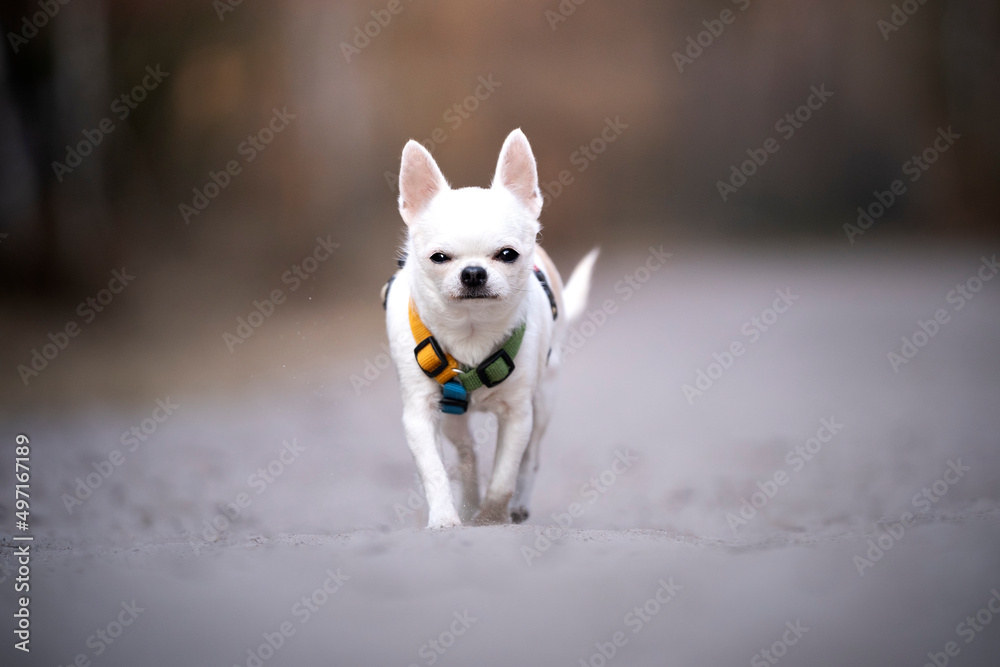 Pies rasy chichuachua na spacerze 