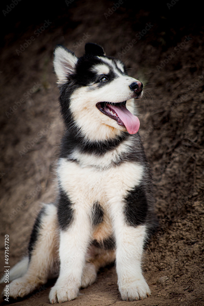 ¿Has visto la mirada de unos enamorados? Es la misma que la que te pone tu perro cuando estas a su lado 