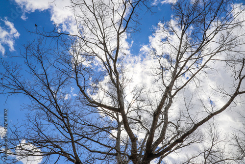 a tall wide bare winter trees with blue sky and powerful clouds at Murphey Candler Park in Atlanta Georgia USA photo