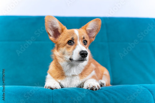 Portrait of funny Welsh corgi Pembroke or cardigan puppy of red color with suspicious look, who is obediently lying on blue couch, front view, copy space. Big-eared pet poses for advertisement
