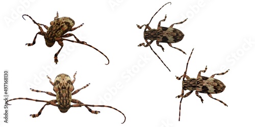 Longhorned Beetles Cerambycidae Longhorned Beetles on a white background