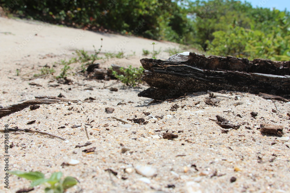 tree log stumb in the sand tree log stumb in the sand