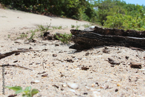tree log stumb in the sand photo