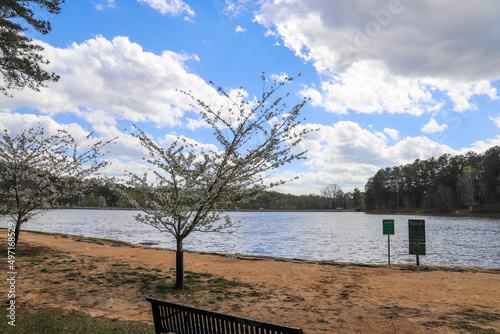 gorgeous white cherry blossom trees on the banks of a vast rippling lake in the park surrounded by lush green trees and plants at Murphey Candler Park in Atlanta Georgia USA photo