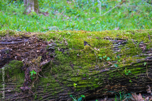 a large fallen tree in the forest covered with lush green moss surrounded by lush green trees and plants at Murphey Candler Park in Atlanta Georgia USA photo