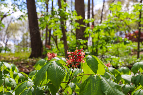 a gorgeous red Aesculus or buckeye flower surrounded by lush green leaves in the forest at Murphey Candler Park in Atlanta Georgia USA photo