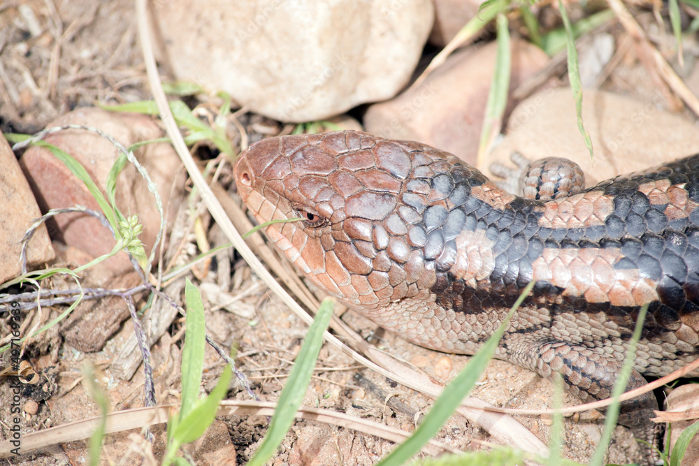 Fototapeta premium the blue tongue lizard is black and tan