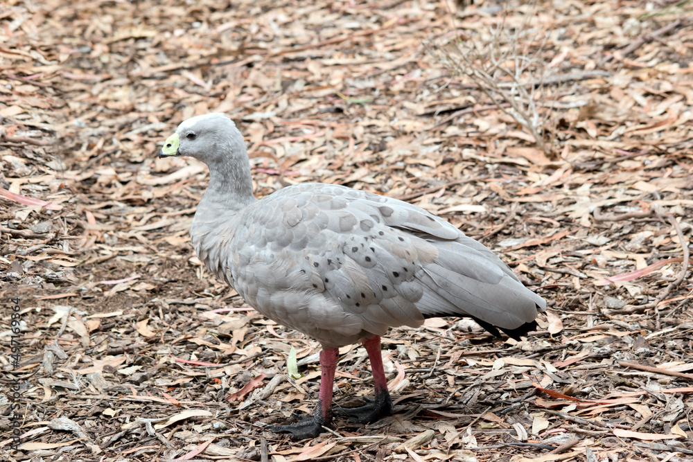 this is a side view of a cape barren goose this is a side view of a cape barren goose