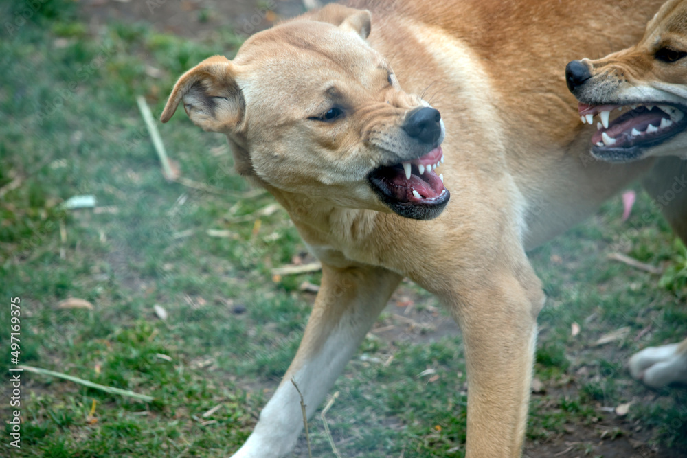 the two dingos are fighting to see which is the alpha dog the two dingos are fighting to see which is the alpha dog