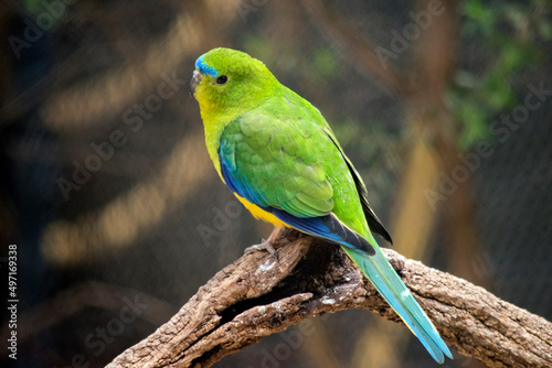 the blue winged parrot is perched on a branch