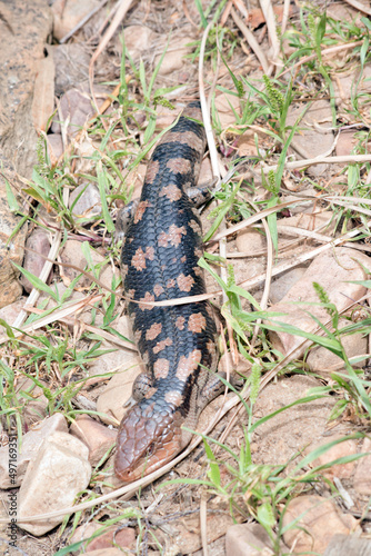the blue tongue lizard is black and tan