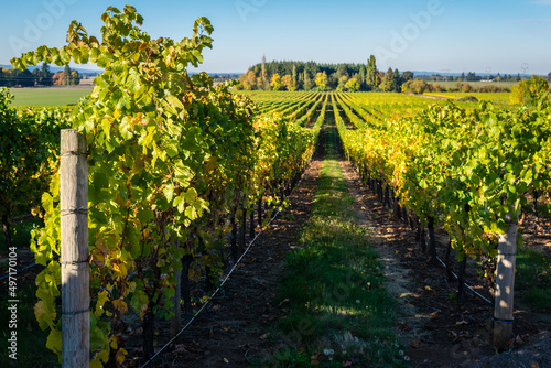 Rows of grapes in vineyard in Oregon Willamette Valley.