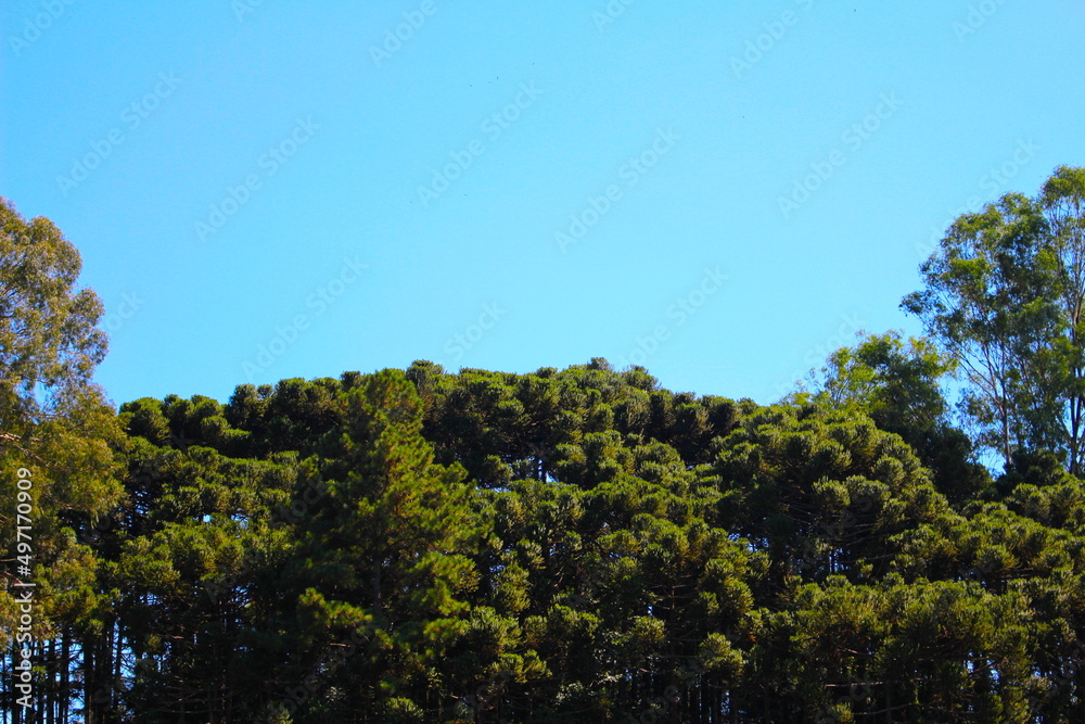Alto das araucárias abaixo do céu azul, copa das árvores junto ao céu azul, azul e verde na natureza