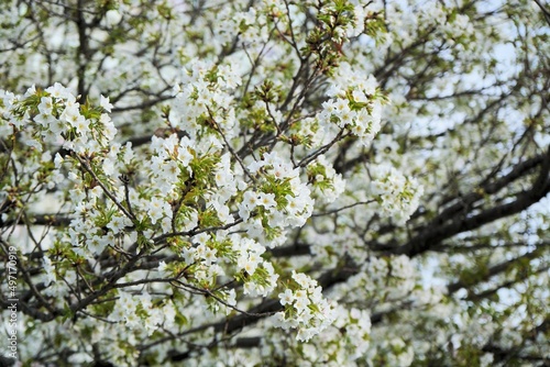 白い桜