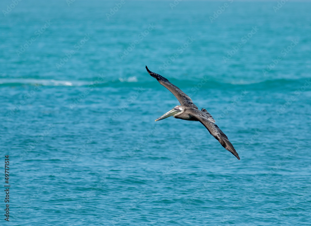 A brown pelican with its wings spread flies over the ocean 