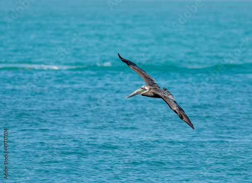 A brown pelican with its wings spread flies over the ocean 