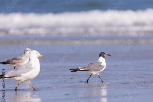 Seagulls in the sand on the beach