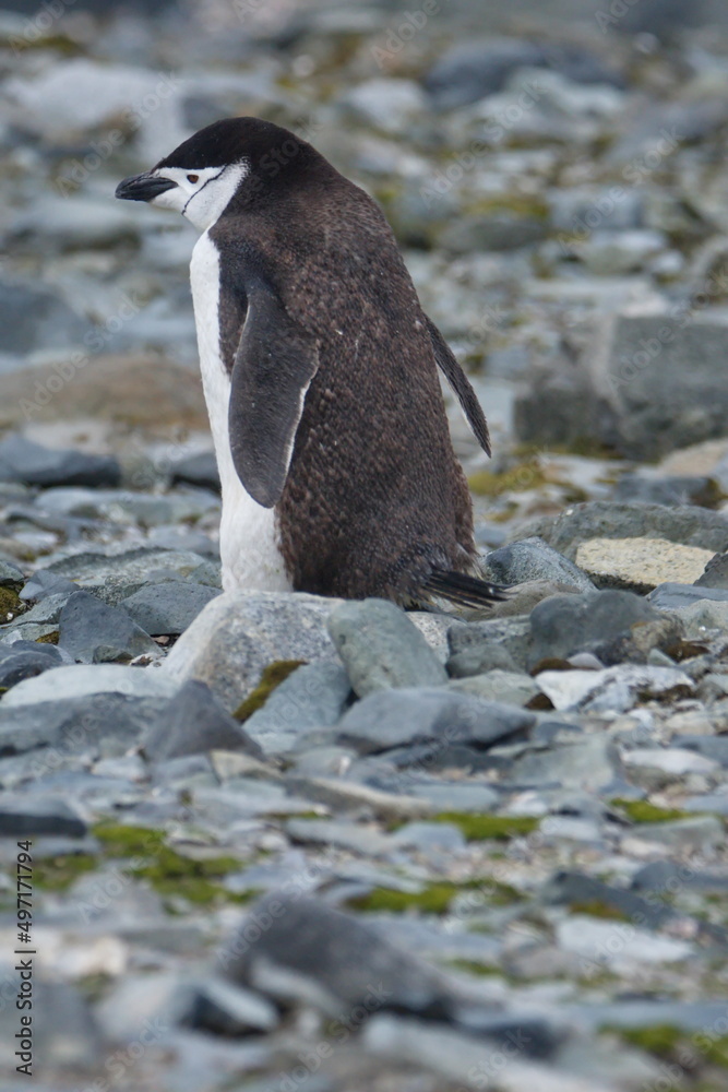 Fototapeta premium Chinstrap penguin (Pygoscelis antarcticus) on Half Moon Island, Antarctica